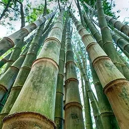 Garden Basket Hubb Bambusa gigantea, Giant Bamboo, Dragon Bamboo, Dendrocalamus giganteus Seeds for Farming, Planting (190 seeds)-picture-11