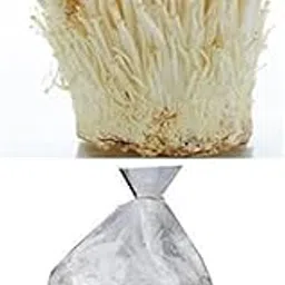 BM mushrooms Enoki Flammulina velutipes spawn-seeds 400 gm White-picture-22