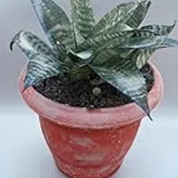 GreenBreathe Mini Snake Plant, Indoor Air Purifier Plant, 10-15 cm Height, Low Maintenance, Variegated Green-picture-29