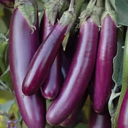 Green World Brinjal Eggplant F1 Purple Long For Kitchen Gardening (Seed, 10.)-picture-48