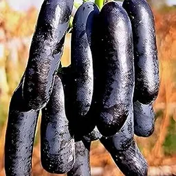 PAJUSDYASI-"Moon Drop Black grapes" Fruit plant Seedless all seasons hybrid - 1 Healthy Live Super Yielding Early Fruting Moon Drop Black grapes Fruit Plant for Home Garden-image-4
