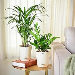 Ugaoo Air Purifier Indoor Plants for Home with Pots- Areca Palm & ZZ Plant-image-2