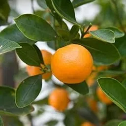 Chinese Orange (Mini) Plant Live Grafted Plant Original Variety-image-37