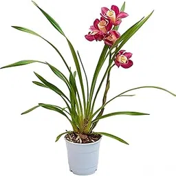 Mitti Story By Upjau | Cymbidium Orchid/Boat Orchid Bulb (1 pc) | Exotic Flowering Bulb for Home & Garden | Easy to Grow-picture-12