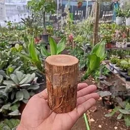 Natura GreenHouse Original Size 12-14 Inchi Lucky Wood Bamboo Plant Good Luck Live Plant Lucky Brazil Wood Potted Plantk (Set Of 1) | Healthy Indoor Live Lucky Brazilian Wood Plant for Living Room-picture-21