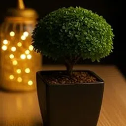 Table Kamini Plant (Murraya Paniculata) – Live Evergreen Indoor Bonsai with Fragrant White Flowers | Low Maintenance Decorative Plant for Home & Office Tabletop (This is a original table kamini plant)-picture-68