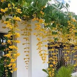 Golden Cascade Live Flower Plant | Golden Cascade Creeper Flower Plant | Fast Growing Hybrid Plant | Healthy Plant | Everlasting Yellow Flowering Climber Plant(Petraeovitex Bambusetorum) |Bloom Yard-image-27