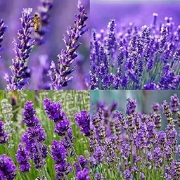 Organic lavender seeds for lavender gardening seeds pack of 20-picture-25