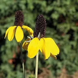 M-Tech Gardens Rare Rudbeckia " amplexicaul " Exotic 30 Seeds for Growing-picture-17