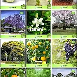 Creative Farmer All Purpose Combo Fruit & Fruit : Lemon Fruit, Grape, Orange, Areca Lutscence, Small Bamboo, Date Palm, Jacaranda Mimosafolia, Flame Tree, Murrayya Exotica, Pride Of India, Yellow Flametree, Lemon Guava For Gardening-picture-16