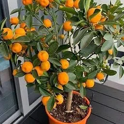Bhajanlal Greenery Chinese Orange Live Plant Tree | Narangi live Plant | Narangi ka podha |1 Healthy Plant with 4 Inches Black Pot-picture-25