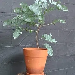 High Yield Baby Blue Eucalyptus Seeds For Gardening-(200 Seeds)-picture-54