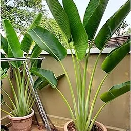 Traveller palm Hybrid plant live tree 02-fit to 04-fit-picture-29