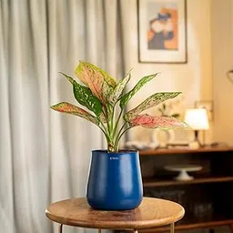 KYARI Aglaonema Pink Valentine Live Indoor Plant with Blue Self Watering Metal Pot - Medium 5.5 Inch-picture-13