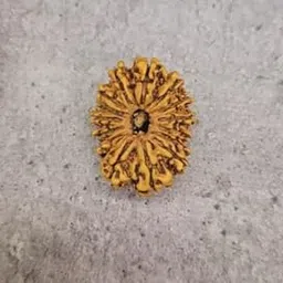 BRAINCORD 15 Mukhi Rudraksha Original Certified Nepali 15 मुखी रुद्राक्ष Pashupatinath Rudraksha Pandrah Mukhi 15 Faced Fifteen Mukhi Rudraksh Capped Natural Rudraksha for Wearing Purpose-picture-47