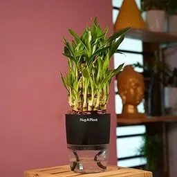 Hug A Plant | 3 Layer Lucky Bamboo- Live Plant (With 4Inch|10cm Self-Watering Pot & Plant) (Black)-picture-22
