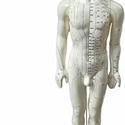 “Precision Learning Tool: 50cm Male Acupuncture Human Body Model for Effective Practice”-picture-13