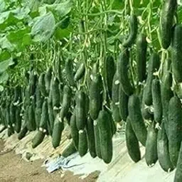 Golden Hills Farm Hybrid Cucumber Gherkins, Small Pickling Cucumber 100+ seeds-picture-51