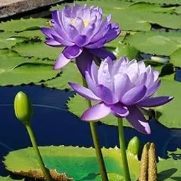 Oxygeen Lotus Flower Live Plant, Tuber, Bulb, Nelumbo nucifera for Home Decor, Pooja, Large Size Flower Tuber, Surely Blooming Within 30 Days for Home Garden, SL-LotusTUBERJ001-picture-20