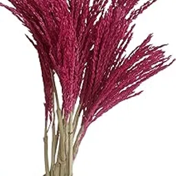 RUKDA® Dried Flower Sheaves for Decoration - Stalks, Dry Grass Bouquet (Pink 5pcs, Maize Flower)-image-83