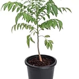 Kadi Patta/Curry Leaves Ayurvedic Plant With Pot (Curry patta plant)-picture-12