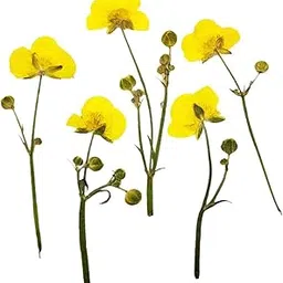 bnf® 2x16 Pieces Natural Pressed Dried Flowers Fern Leaves DIY Art Craft Scrapbooks | Dried Flowers | Dried Botanicals & Potpourri | Floral Crafts | Home Arts & Crafts-picture-22