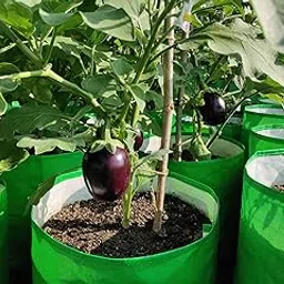 Brinjal seeds hybrid all seasons combo, all season hybrid combo brinjal seeds (Pack of 400)-picture-41