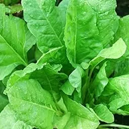 OL Seeds: Desi Spinach, Palak Seeds (Pack of 1800 seds)-picture-59