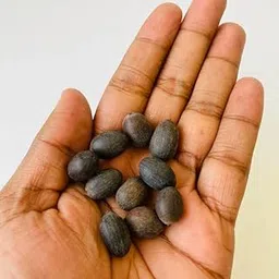 kamal seeds for pooja (40 seeds per packet) kamal gatta seed-picture-25