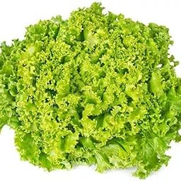 Nutrifresh Lollo Bionda (Green) Hydroponically Grown (approx 100gm) Pack-picture-25