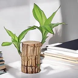 Bamboo Lucky Wood Good Luck Live Plant Lucky Brazil Wood Potted Plant (Without Pot) | Indoor Lucky Brazilian Wood Plant for Living Room | Feng Shui Plant (Pack of 1)-image-88