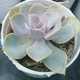 Guruji Plantation - Laxmi Kamal, Lakshmi Kamal Succulent Live Plant Graptopetalum macdougallii with Pot.-picture-15