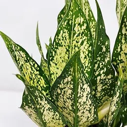 LittleJungle Snow White - Live Plant with 5.5 Inches White Decor Pot | Indoor Plants For Home | Office Desk | Live Plants Indoor | Air Purifying Plant | Live Plant With Pot For Home Decor |-picture-67