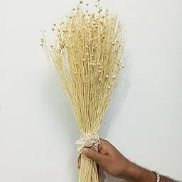 50 White Linum Dried Canary Grass-picture-42