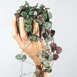 AP GARDEN String of Heart Live Plant Chain of Hearts, Ceropegia woodii, Collar of Hearts, String of Hearts, Rosary Vine Hearts, on a-String Sweetheart Vine Healthy Plant-picture-28