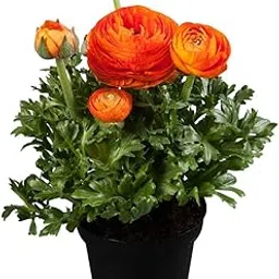 Ranunculus Flower Bulbs for Home Gardening & Planting (5 Bulbs) Orange By Zabbus-image-53