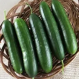 JD AGRO Dark Green Cucumber Seeds – 30 High‑Germination Vegetable Seeds for Home & Terrace Gardening, Non‑GMO-picture-13