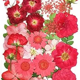 Club Bollywood®Real Dried Flowers Petals Art Craft Epoxy Resin Jewelery Soap Making Red| Dried Flowers| Dried Flowers|Crafts|• Crafts|1 Pack of Dried Pressed Flowers-picture-36