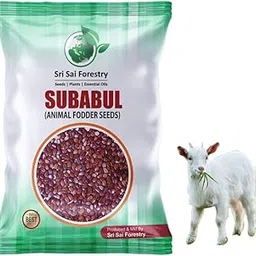 Subabul Seeds for Goat Fodder - 1 KG (Safed Babool, Soundal,Leucaena Leucocephala) Subabul Tree Seeds for Plantation and Live Fencing-image-7