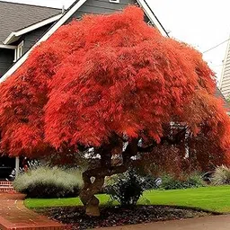 30+ Seeds- Red Japanese Maple Tree Seeds For Planting- Grow Year Round - All india-picture-31