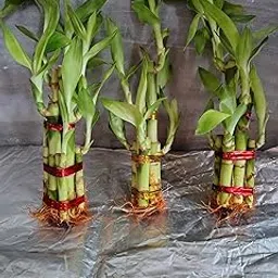 Lucky Bamboo Plants 5 Lucky Bamboo Sticks with Multi color Stones, Best feng shui plant for Home, Office, Bedroom decoration image 1
