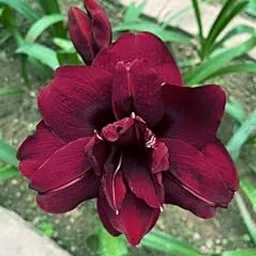 Amaryllis Double Flowering Bulbs | Maroon flowers bulbs | Pack of 1 Bulbs-image-47