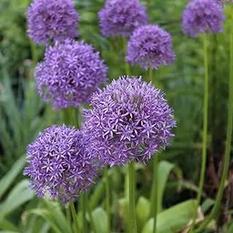 Allium Imported Quality | Flower Bulbs for Indoor & Outdoor Home Gardening, Multicolor Pack of 1-picture-47