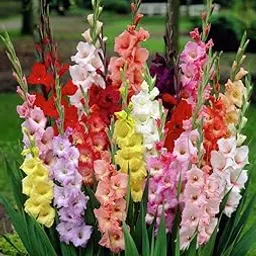 Easy Gardening Gladiolus Mix Color Flower Bulbs (Pack of 5 Bulbs)-picture-20