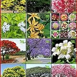 Creative Farmer Fruit Seeds Combo Flower Tree and Tree Seeds : Jacaranda, Delonix Regia, Murrayya Exotica, Peltophorum, Albizia Saman, Himalayan Cherry, Champak, Apple Blossom and Others -1 Packs-picture-24