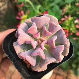 M.D. FARM AND NURSERY|Echeveria ‘Topsy Turvy’ Live Plant – Decorative Succulent with Twisted Leaves | Easy to Grow with pot-image-15