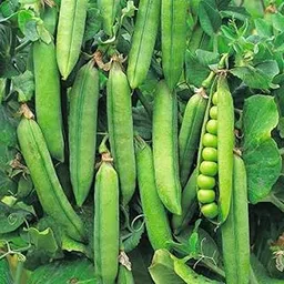 Gardenify India Fresh Green Pea Matar Seeds (50 Seeds/Packet)-picture-32