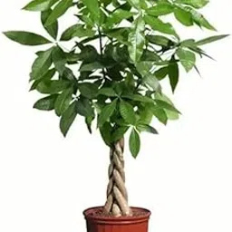 Mphmi Seedless Plant Indoor Plants Pachira Aquatica | Money Tree � Plants-picture-33