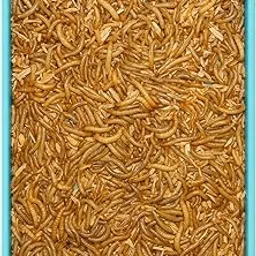 Live mealworms (1080 PCS)-picture-31