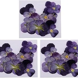 Enakshi® 36x Natural Dried Pressed Flowers for DIY Scrapbooking Crafts Violet Flowers|Crafts | Home Arts & Crafts | Floral Crafts | Dried Botanicals & Potpourri | Dried Flowers-picture-28